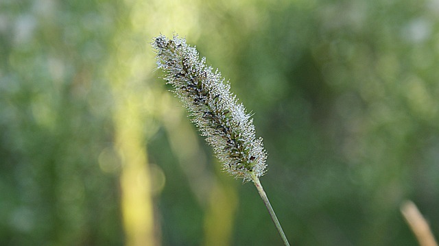 Sufres de alergias ¿Qué hacer si eres alérgico? Las alergias al polen tienden a producir escozor de ojos, asma, estornudos, edemas o sarpullidos.