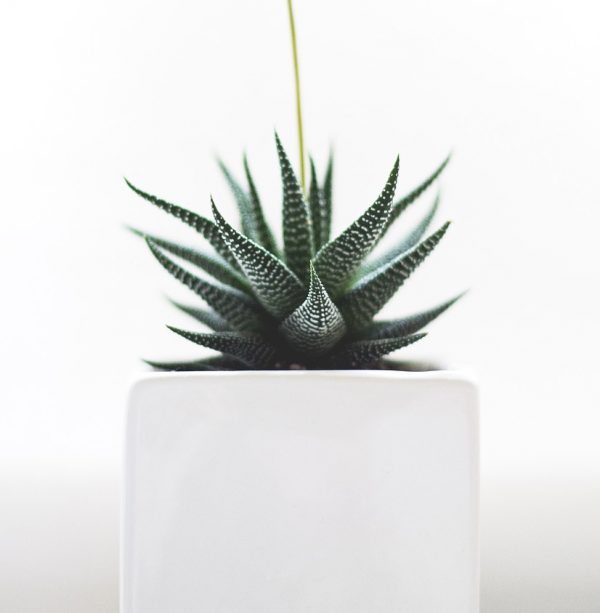 Beneficios del Aloe Vera Maceta con Aloe Vera