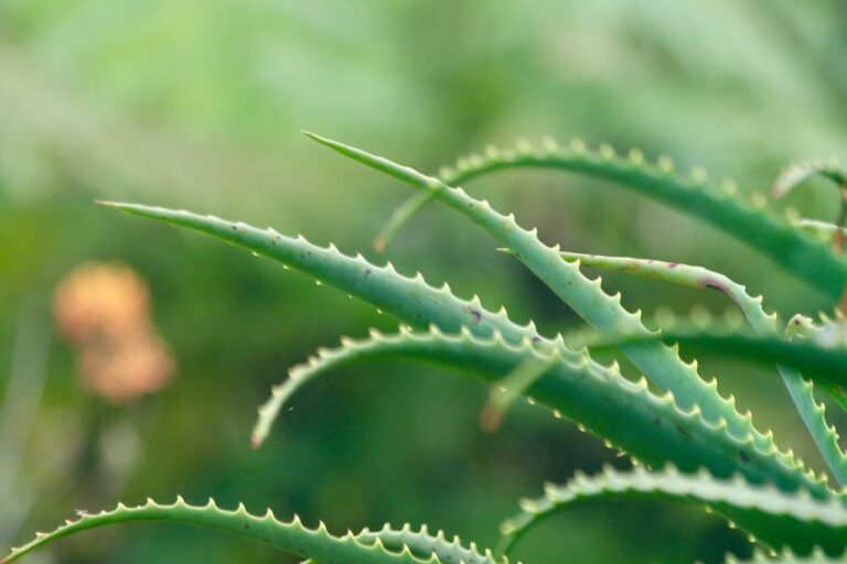 aloe vera-planta