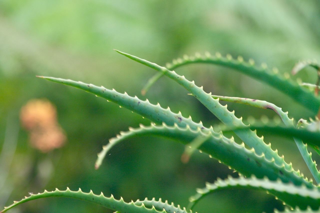 Aloe vera: las mil y una formas de utilizarlo aloe vera-planta