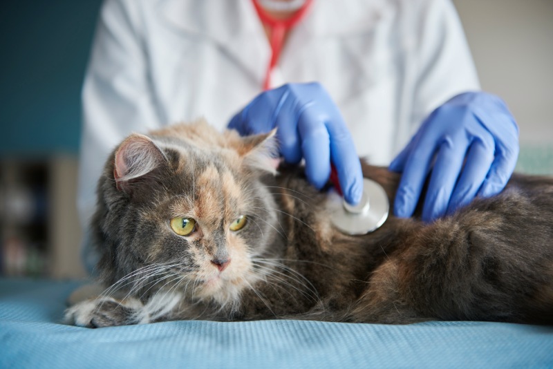 Artritis reumatoide en mascotas. Qué debes saber artritis reumatoide en mascotas-veterinario con gato