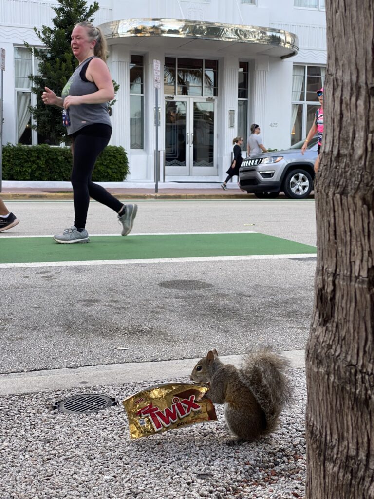 ardilla comiendo mientras pasa la Maratón de Miami