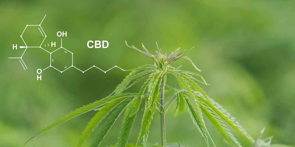 Alternativas al Cannabis: Las increíbles propiedades del CBD