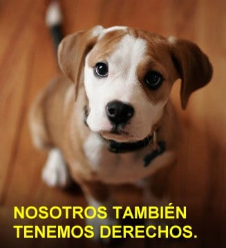 Nueva ley de protección animal 2022: Entérate de las claves de anteproyecto de ley Ley de protección animal