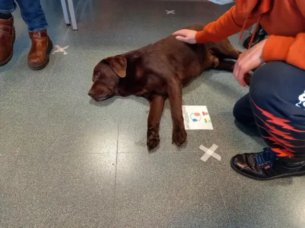 Terapia asistida con perros para personas diagnosticadas con trastorno psicótico perro en el suelo. Terapia asistida con perros