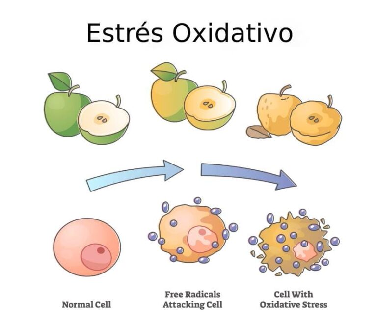 estrés oxidativo en humanos